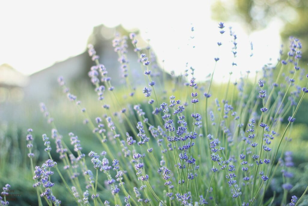spring decor ideas