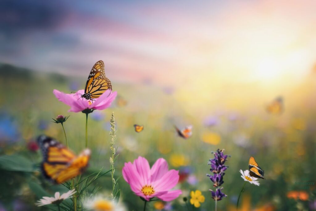 Sunday butterfly method